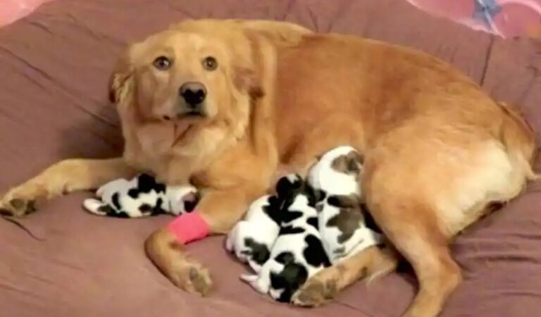 When A Dog Gives Birth, The Vet Notices That The Puppies Are Not Puppies